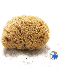 100% Ægte Natursvamp Inkl. Snor - 13 cm.